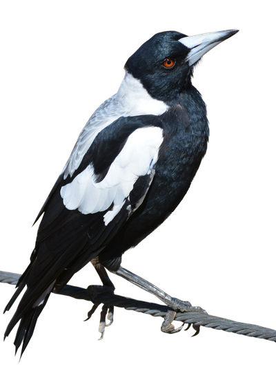 Magpie Bird PNG Image