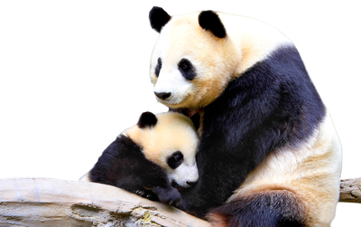 Panda PNG image