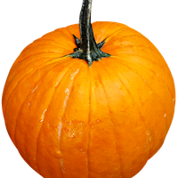Pumpkin PNG Image