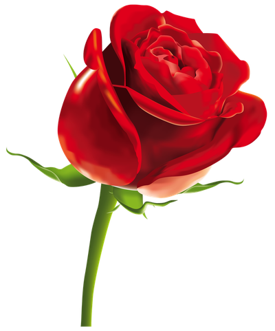 Red Rose PNG image