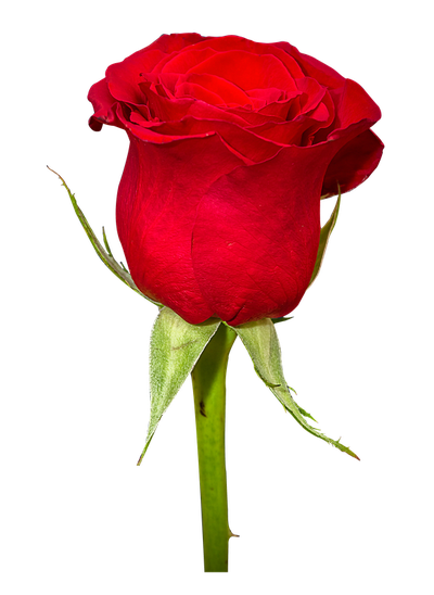 Rose Flower PNG image