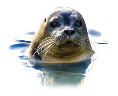Seal In Water PNG Image