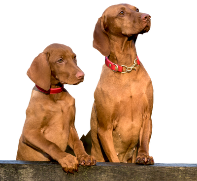 Two Dogs PNG image