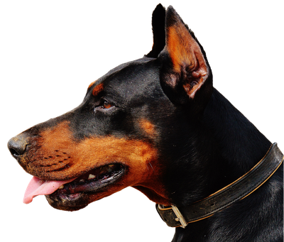 Doberman Dog PNG Transparent Image