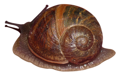 Snail PNG Transparent Image
