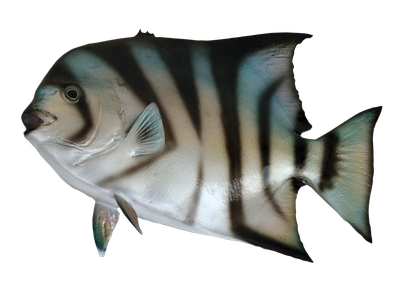 Spadefish PNG Transparent Image
