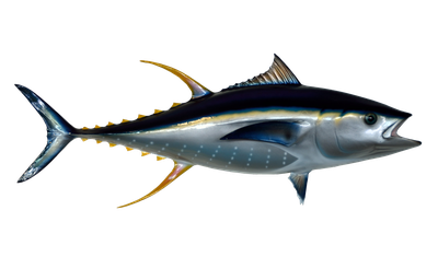Tuna Fish PNG Transparent Image