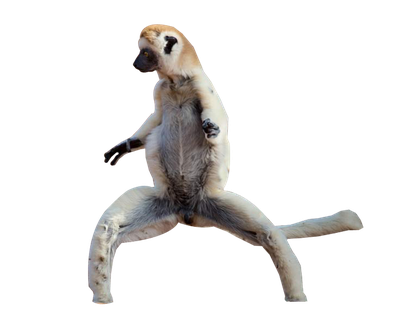 Lemur PNG Transparent image
