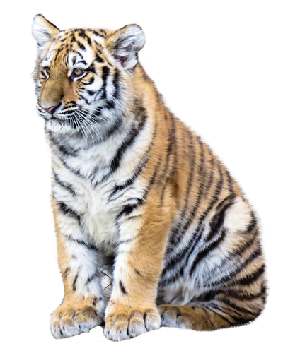 Tiger PNG Transparent Image