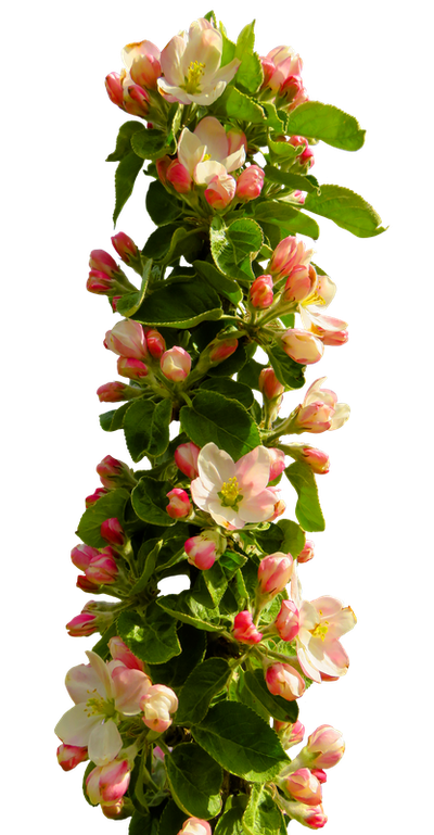 Spring Flower PNG Transparent Image