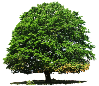 Tree PNG Transparent Image