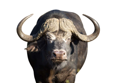 buffalo PNG Transparent image