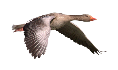 Canada geese PNG Transparent Image