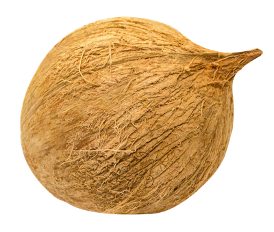 Coconut PNG Transparent image