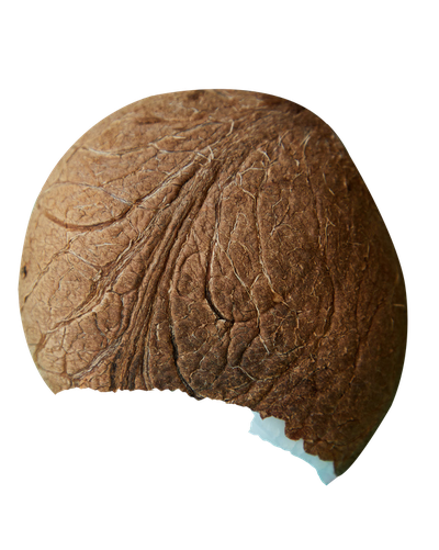 Coconut PNG Transparent Image