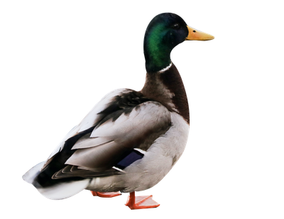 Duck PNG Transparent Image
