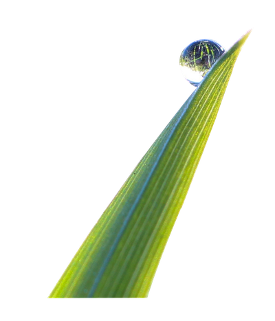 Leaf Waterdrop PNG Transparent Image
