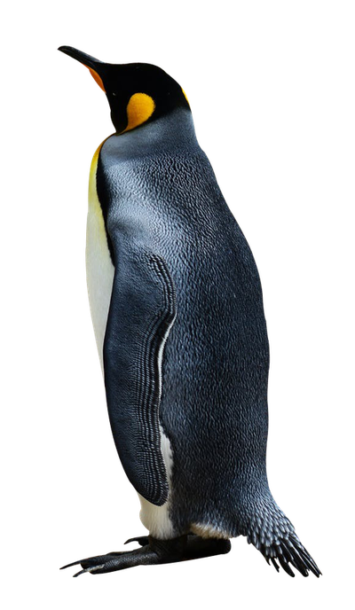 Penguin bird PNG Transparent Image