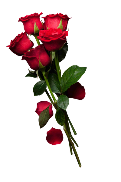 Rose flower PNG Transparent Image