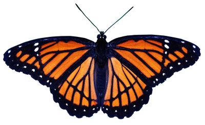 Buterfly PNG Transparent Image