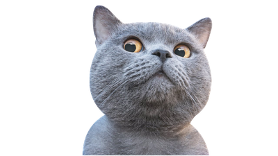 Cat PNG Transparent image