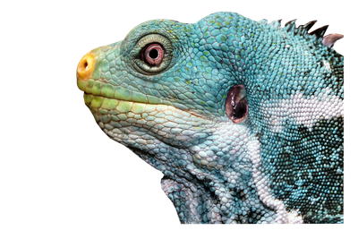 Iguana PNG Transparent Image