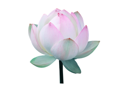 Lotus PNG Transparent Image