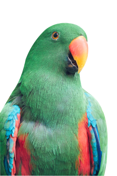 Parrot PNG Transparent Image