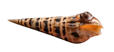 snail PNG Transparent Image