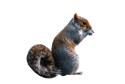 squirrel PNG Transparent Image