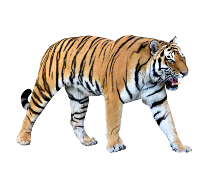 Tiger PNG Transparent Image