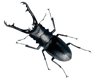 Beetle Bug PNG Transparent Image