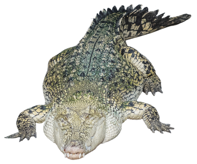 Crocodile Alligator PNG Transparent Image