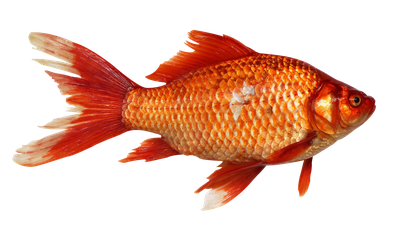Gold fish PNG Transparent Image
