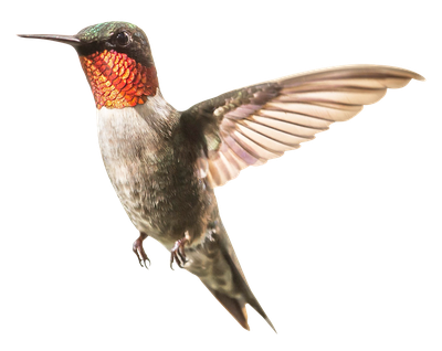 Hummingbird PNG Transparent Image