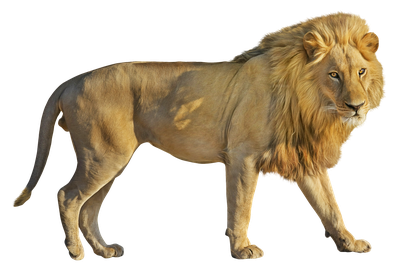 Lion PNG Transparent Image