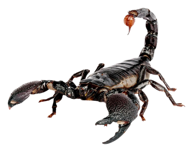 Scorpion PNG Transparent Image