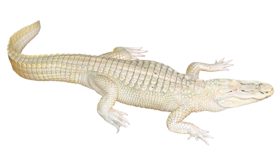 White Crocodile PNG Transparent Image