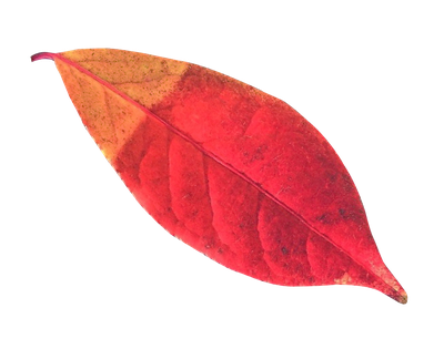 Autumn Leaf PNG Transparent Image