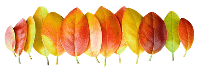 Autumn Leaves PNG Transparent Image