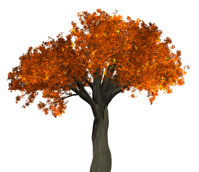 Autumn Tree PNG Transparent Image