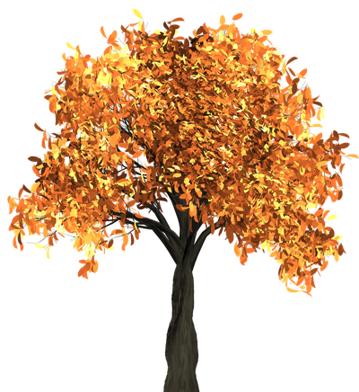 Autumn Tree PNG Transparent Image