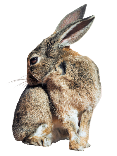 Bunny Rabbit PNG Transparent Image