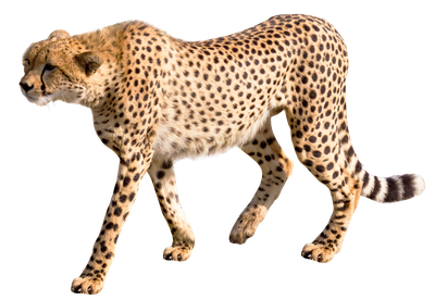 Cheetah PNG Transparent Image