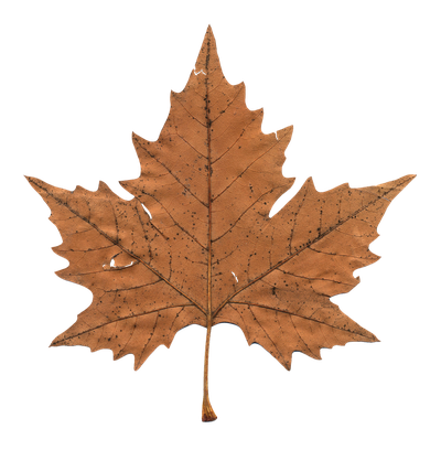 Maple Leaf PNG Transparent Image