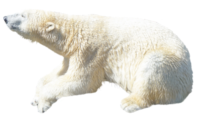 Polar Bear PNG Transparent Image