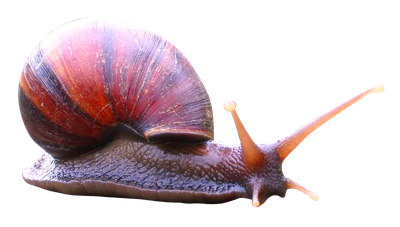 Snail PNG Image