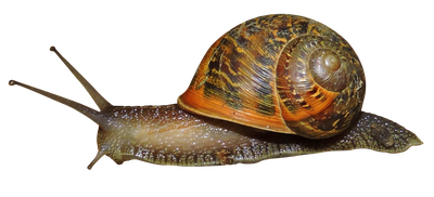 Snail PNG Image