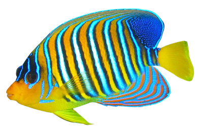 Angelfish PNG Transparent Image