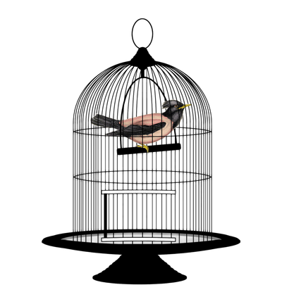 Bird Cage PNG Transparent Image